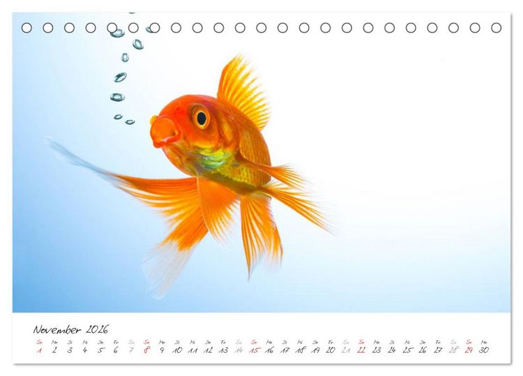 Produktbild: Goldy - mein Goldfisch (Tischkalender 2026 DIN A5 quer), CALVENDO Monatskalender