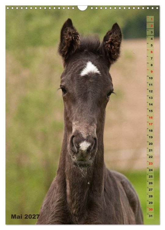 Produktbild: Fohlen im Portr&auml;t (Wandkalender 2027 DIN A3 hoch), CALVENDO Monatskalender