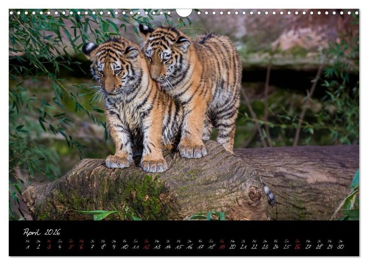Produktbild: Tiergarten N&uuml;rnberg (Wandkalender 2026 DIN A3 quer), CALVENDO Monatskalender
