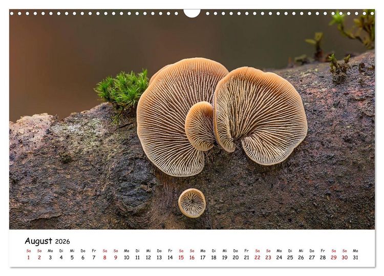 Produktbild: Pilzgalerie - Heimische Pilze von ihrer sch&ouml;nsten Seite (Wandkalender 2026 DIN A3 quer), CALVENDO Monatskalender