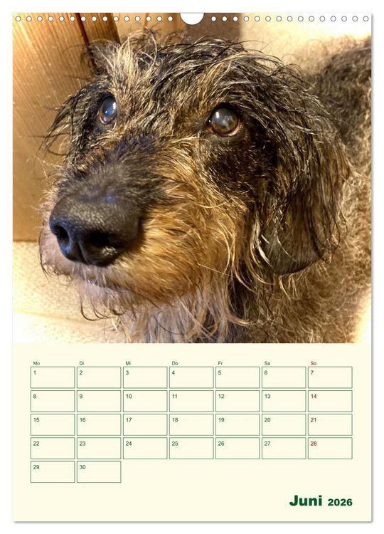 Produktbild: Schorschi &ndash; Ein Jahr mit dem bayrischen Rauhhaardackel (Wandkalender 2026 DIN A3 hoch), CALVENDO Monatskalender