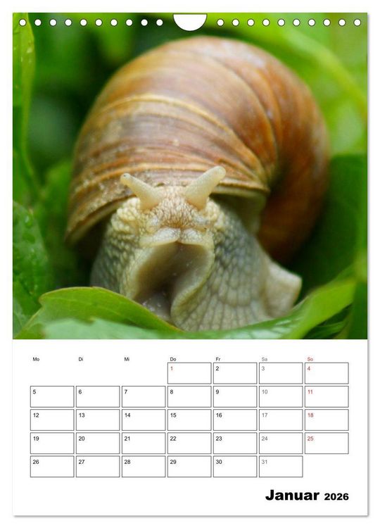 Produktbild: Die geheimnisvolle Welt der Schnecken (Wandkalender 2026 DIN A4 hoch), CALVENDO Monatskalender