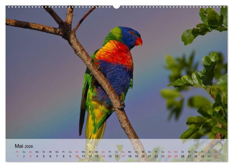 Produktbild: Regenbogen Papageien (hochwertiger Premium Wandkalender 2026 DIN A2 quer), Kunstdruck in Hochglanz