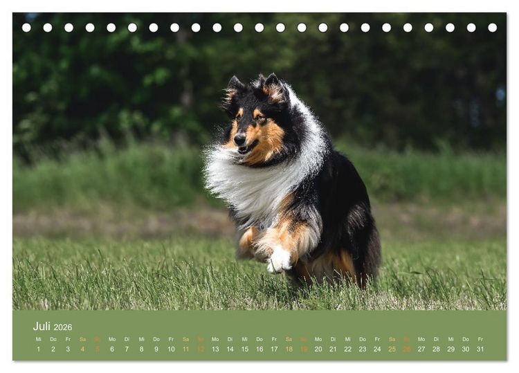Produktbild: Fantastische Collies - Sieger der Herzen (Tischkalender 2026 DIN A5 quer), CALVENDO Monatskalender