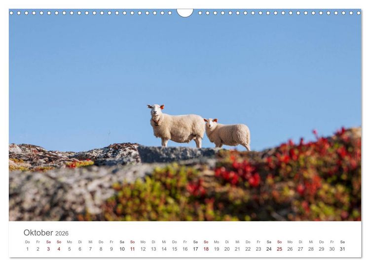 Produktbild: Schafe - Weich und wollig (Wandkalender 2026 DIN A3 quer), CALVENDO Monatskalender