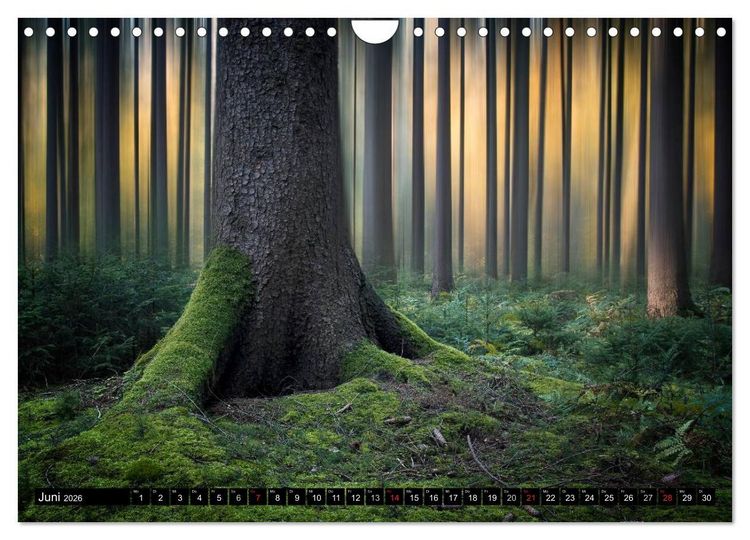 Produktbild: Zauberhafter Sachsenwald (Wandkalender 2026 DIN A4 quer), CALVENDO Monatskalender