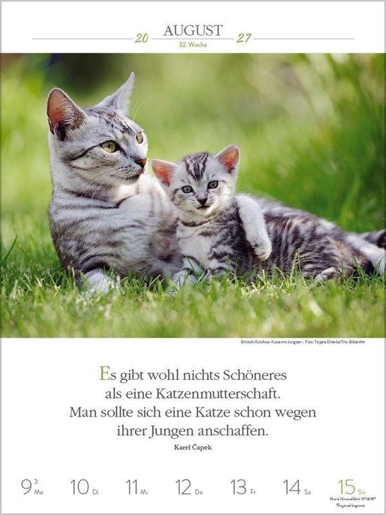 Produktbild: Literaturkalender Katzen 2027