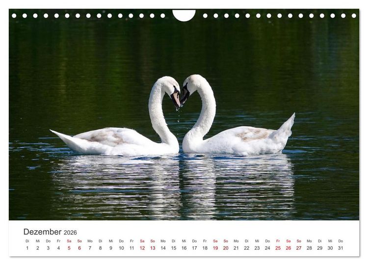 Produktbild: Schw&auml;ne - Prachtvolle Federkleider. (Wandkalender 2026 DIN A4 quer), CALVENDO Monatskalender