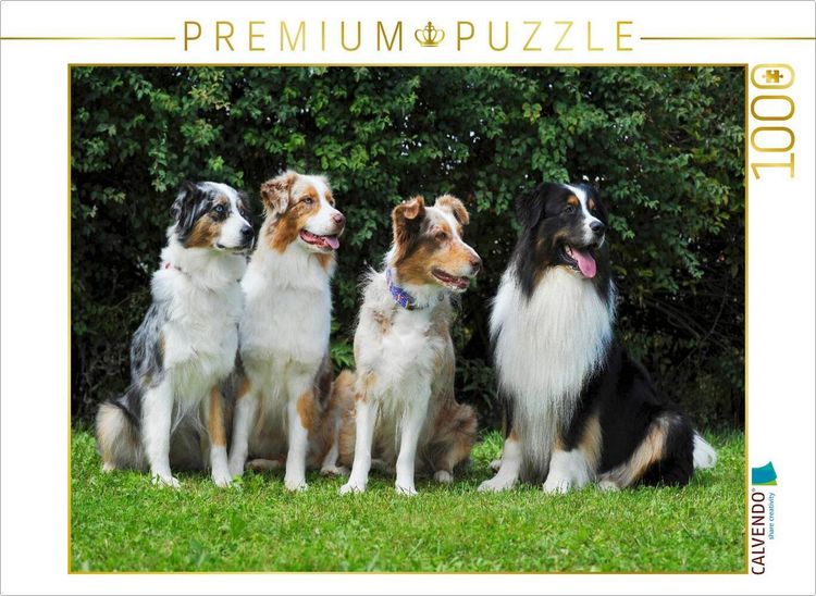 Produktbild: CALVENDO Puzzle Ein Motiv aus dem Kalender Bekannt wie ein bunter Hund. Australian Shepherd - Familienplaner hoch | 1000 Teile Lege-Gr&ouml;&szlig;e 64x48cm Foto
