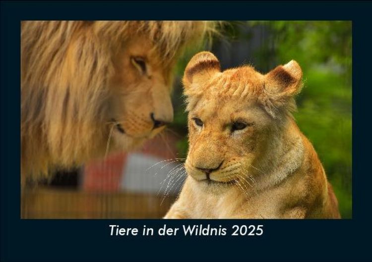 Produktbild: Tiere in der Wildnis 2025 Fotokalender DIN A5