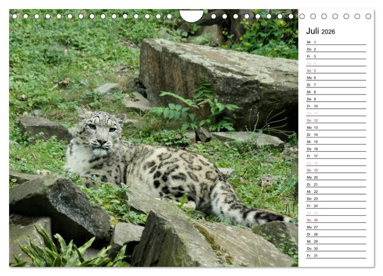 Produktbild: Der Schneeleopard (Wandkalender 2026 DIN A4 quer), CALVENDO Monatskalender