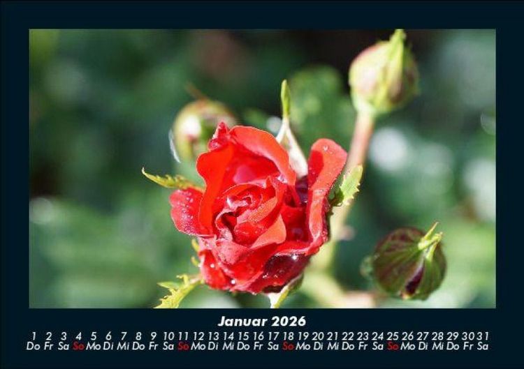 Produktbild: Rosentraum 2026 Fotokalender DIN A5
