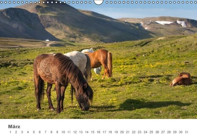 Produktbild: Islandpferde: Gef&auml;hrten der Wikinger (Wandkalender immerw&auml;hrend DIN A3 quer)
