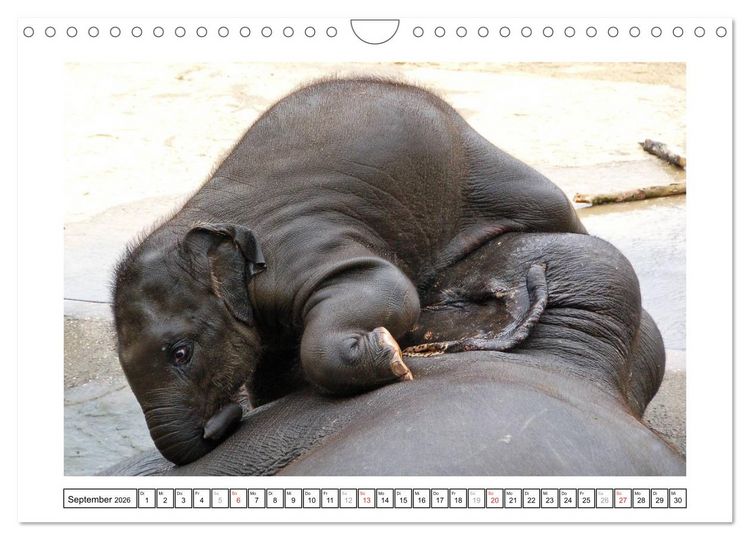 Produktbild: Kleine Schelme - Tierbabys (Wandkalender 2026 DIN A4 quer), CALVENDO Monatskalender