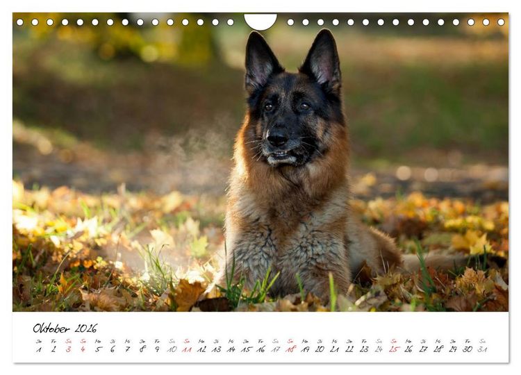 Produktbild: Deutsche Sch&auml;ferhunde - Traumhunde (Wandkalender 2026 DIN A4 quer), CALVENDO Monatskalender