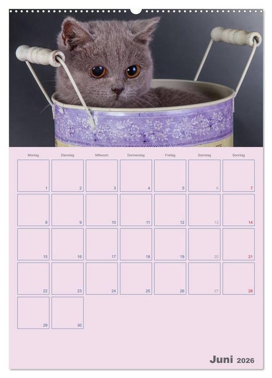 Produktbild: Britisch Kurzhaar Katzen - Planer (Wandkalender 2026 DIN A2 hoch), CALVENDO Monatskalender