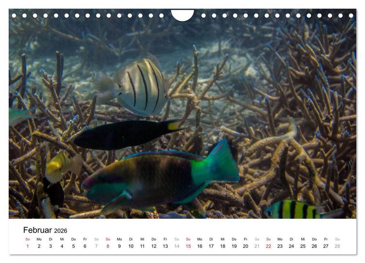 Produktbild: Unterwasserwelt der Malediven II (Wandkalender 2026 DIN A4 quer), CALVENDO Monatskalender