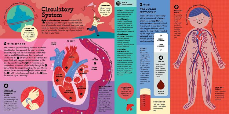 Produktbild: The Interactive Human Body
