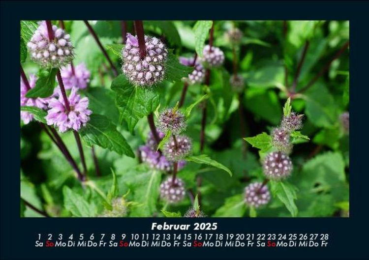 Produktbild: Blumentr&auml;ume 2025 Fotokalender DIN A5