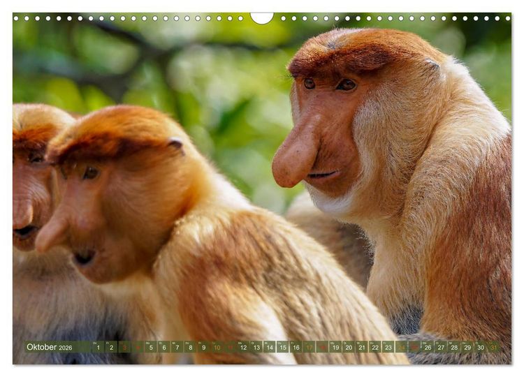 Produktbild: Nasenaffen von Borneo (Wandkalender 2026 DIN A3 quer), CALVENDO Monatskalender
