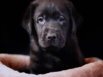 Produktbild: CALVENDO Puzzle Labrador Welpe | 1000 Teile Lege-Gr&ouml;&szlig;e 64 &times; 48 cm Foto-Puzzle f&uuml;r gl&uuml;ckliche Stunden
