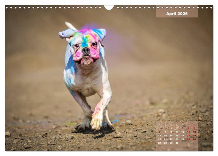 Produktbild: Typisch Boxer (Wandkalender 2026 DIN A3 quer), CALVENDO Monatskalender
