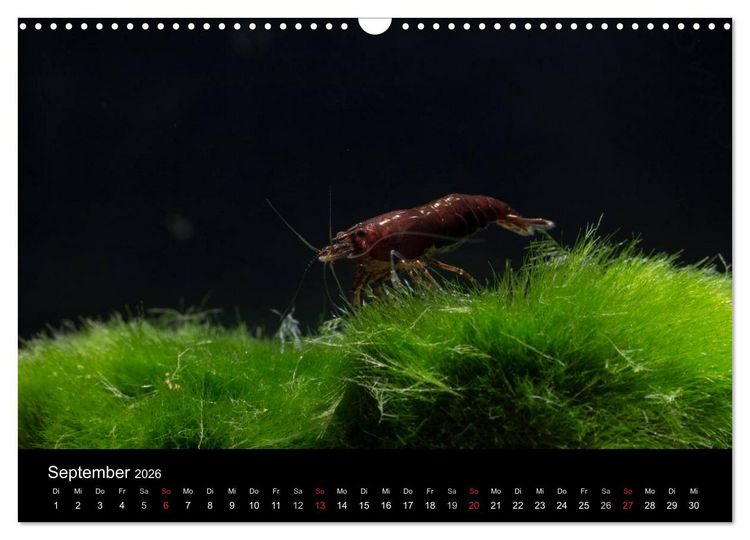 Produktbild: Zwerggarnelen - gepanzerte Juwelen im Aquarium (Wandkalender 2026 DIN A3 quer), CALVENDO Monatskalender