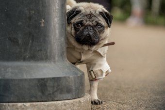 Produktbild: Ein Mops zum Verlieben