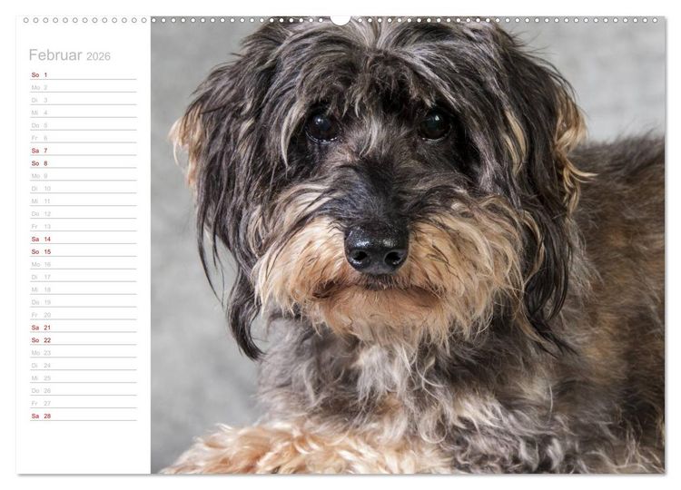 Produktbild: Rauhaardackel Motte & Friends (hochwertiger Premium Wandkalender 2026 DIN A2 quer), Kunstdruck in Hochglanz