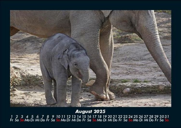 Produktbild: Der Elefantenkalender 2025 Fotokalender DIN A5