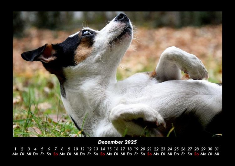 Produktbild: Der Hundekalender 2025 Fotokalender DIN A3