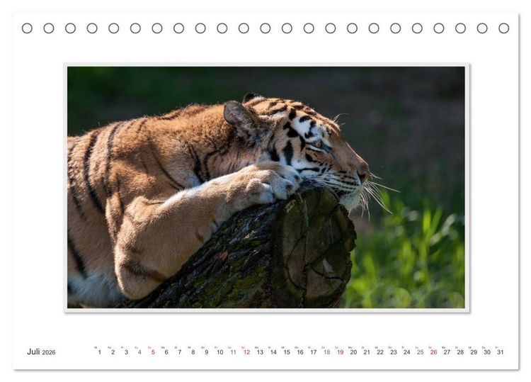 Produktbild: Emotionale Momente: Tiger - Kraft & Sch&ouml;nheit. / CH-Version (Tischkalender 2026 DIN A5 quer), CALVENDO Monatskalender