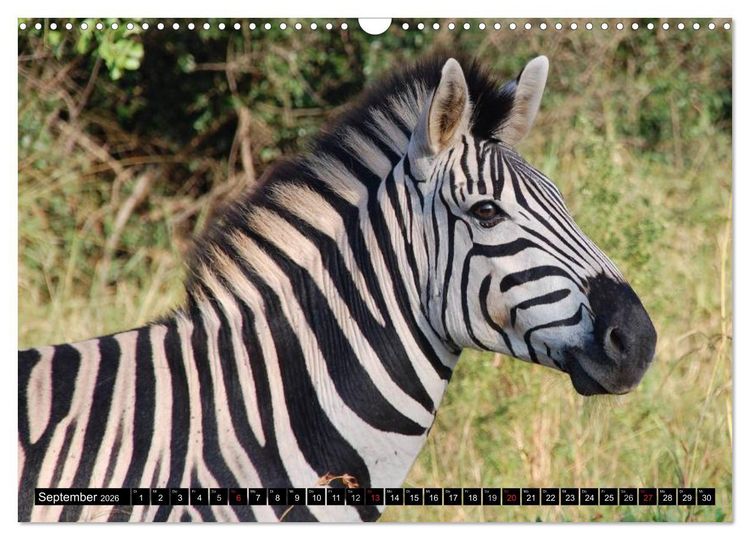 Produktbild: Zebras - Ungez&auml;hmte Kraft (Wandkalender 2026 DIN A3 quer), CALVENDO Monatskalender