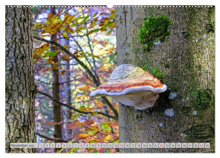 Produktbild: Pilze & Schwammerln (hochwertiger Premium Wandkalender 2026 DIN A2 quer), Kunstdruck in Hochglanz