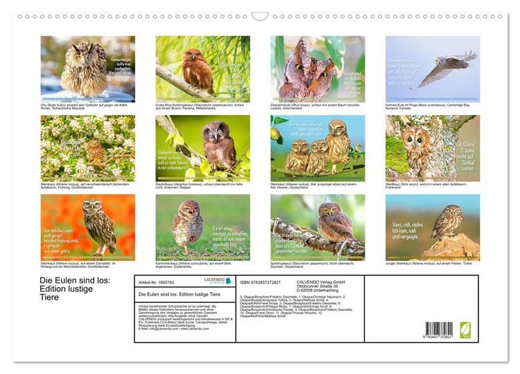 Produktbild: Die Eulen sind los: Edition lustige Tiere (Wandkalender 2026 DIN A2 quer), CALVENDO Monatskalender