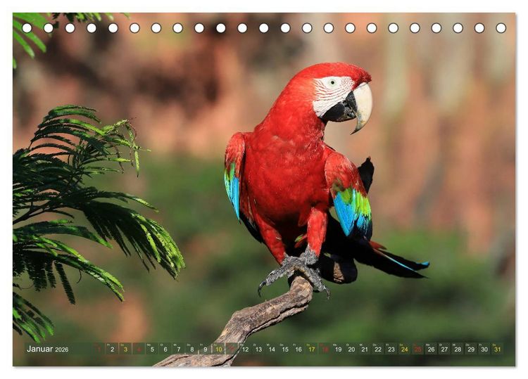 Produktbild: Aras im Pantanal (Tischkalender 2026 DIN A5 quer), CALVENDO Monatskalender