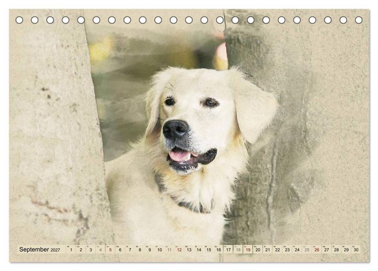 Produktbild: Golden Retriever 2027 (Tischkalender 2027 DIN A5 quer), CALVENDO Monatskalender