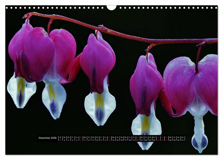 Produktbild: Bl&uuml;ten-Zauber am Wegesrand 2026 (Wandkalender 2026 DIN A3 quer), CALVENDO Monatskalender