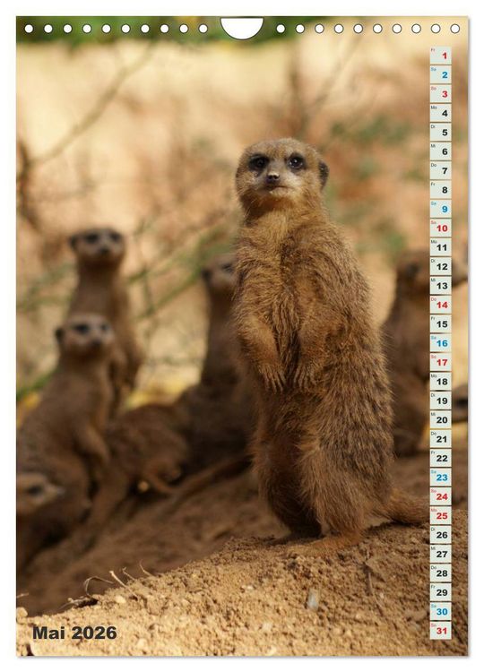 Produktbild: Erdm&auml;nnchen-Meerkats-Surikate (Wandkalender 2026 DIN A4 hoch), CALVENDO Monatskalender