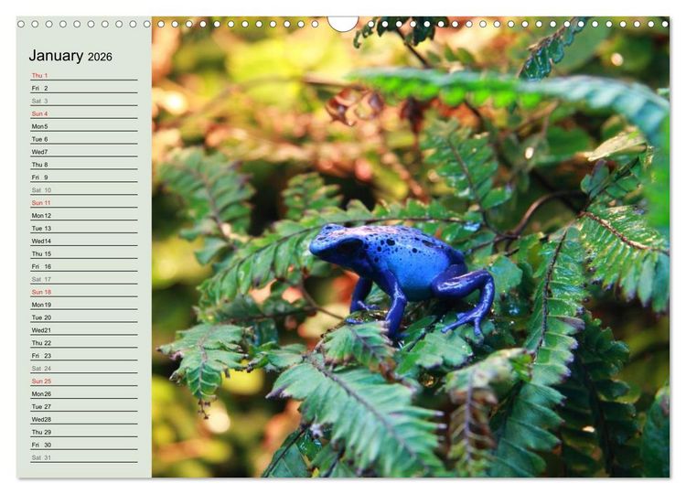 Produktbild: Poison dart frogs / UK-Version / Birthday Calendar (Wall Calendar 2026 DIN A3 landscape), CALVENDO 12 Month Wall Calendar