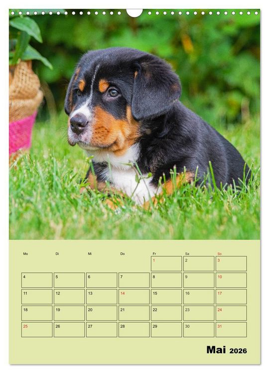 Produktbild: Familienplaner Gro&szlig;er Schweizer Sennenhund (Wandkalender 2026 DIN A3 hoch), CALVENDO Monatskalender