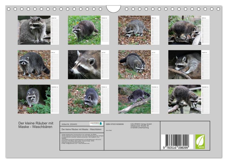 Produktbild: Der kleine R&auml;uber mit Maske - Waschb&auml;ren (Wandkalender 2026 DIN A4 quer), CALVENDO Monatskalender