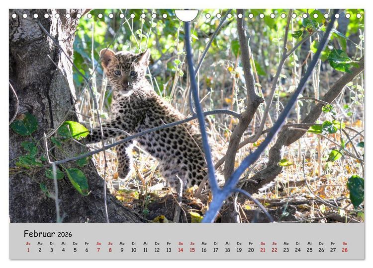 Produktbild: Leoparden - gro&szlig; und klein (Wandkalender 2026 DIN A4 quer), CALVENDO Monatskalender