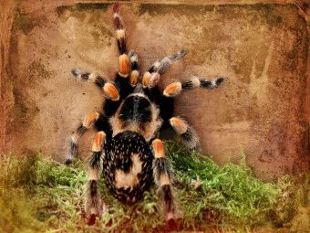 Produktbild: CALVENDO Puzzle Vogelspinne | 1000 Teile Lege-Gr&ouml;&szlig;e 64x48cm Foto-Puzzle f&uuml;r gl&uuml;ckliche Stunden