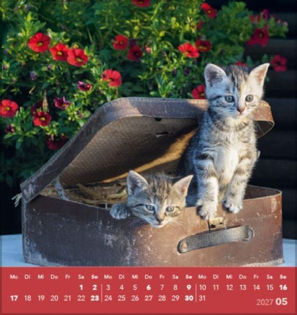 Produktbild: Schmusekatzen 2027