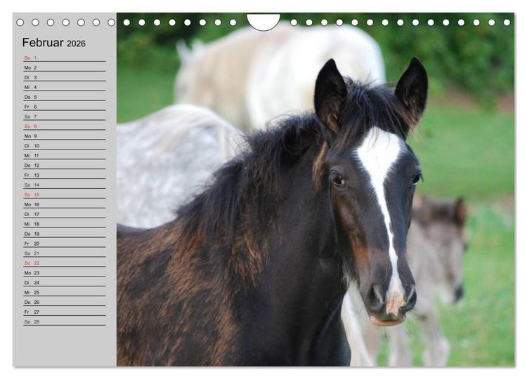 Produktbild: Das Shire Horse. Impressionen (Wandkalender 2026 DIN A4 quer), CALVENDO Monatskalender