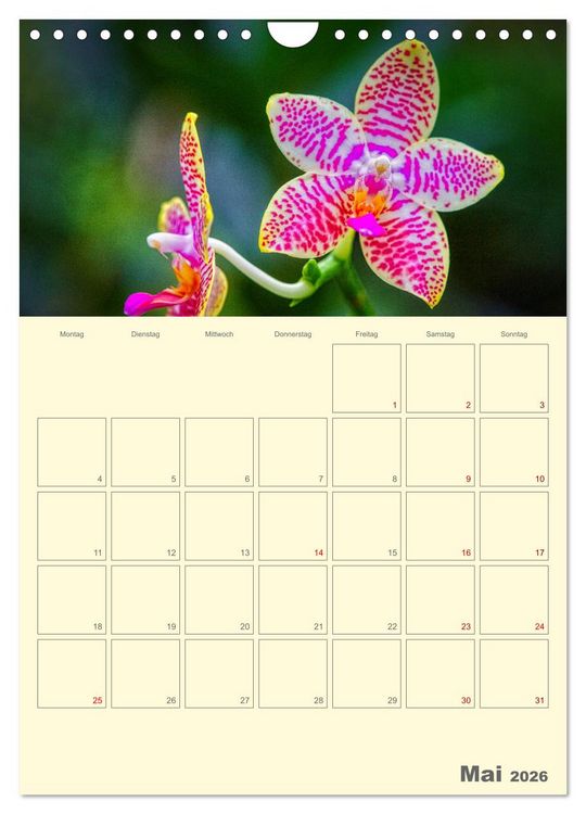 Produktbild: Nachtfalterorchideen in High Dynamic (Wandkalender 2026 DIN A4 hoch), CALVENDO Monatskalender