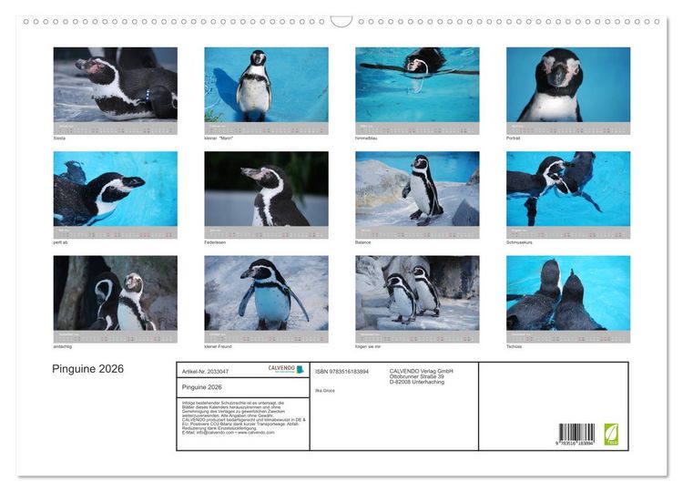 Produktbild: Pinguine 2026 (Wandkalender 2026 DIN A2 quer), CALVENDO Monatskalender