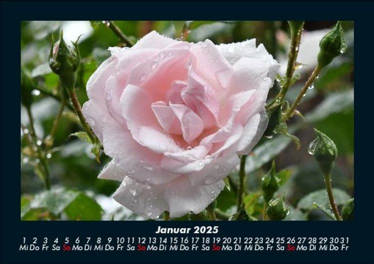 Produktbild: Rosen-Kalender 2025 Fotokalender DIN A5