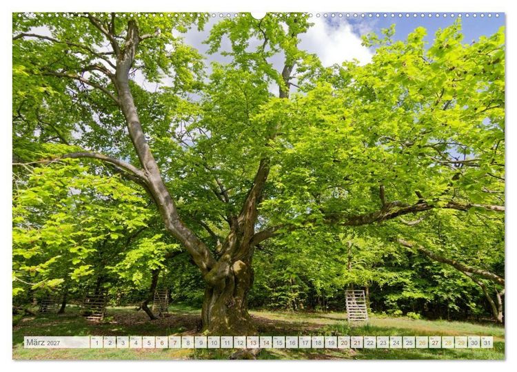 Produktbild: Hutewald Halloh - Baumriesen aus vergangenen Zeiten (Wandkalender 2027 DIN A2 quer), CALVENDO Monatskalender
